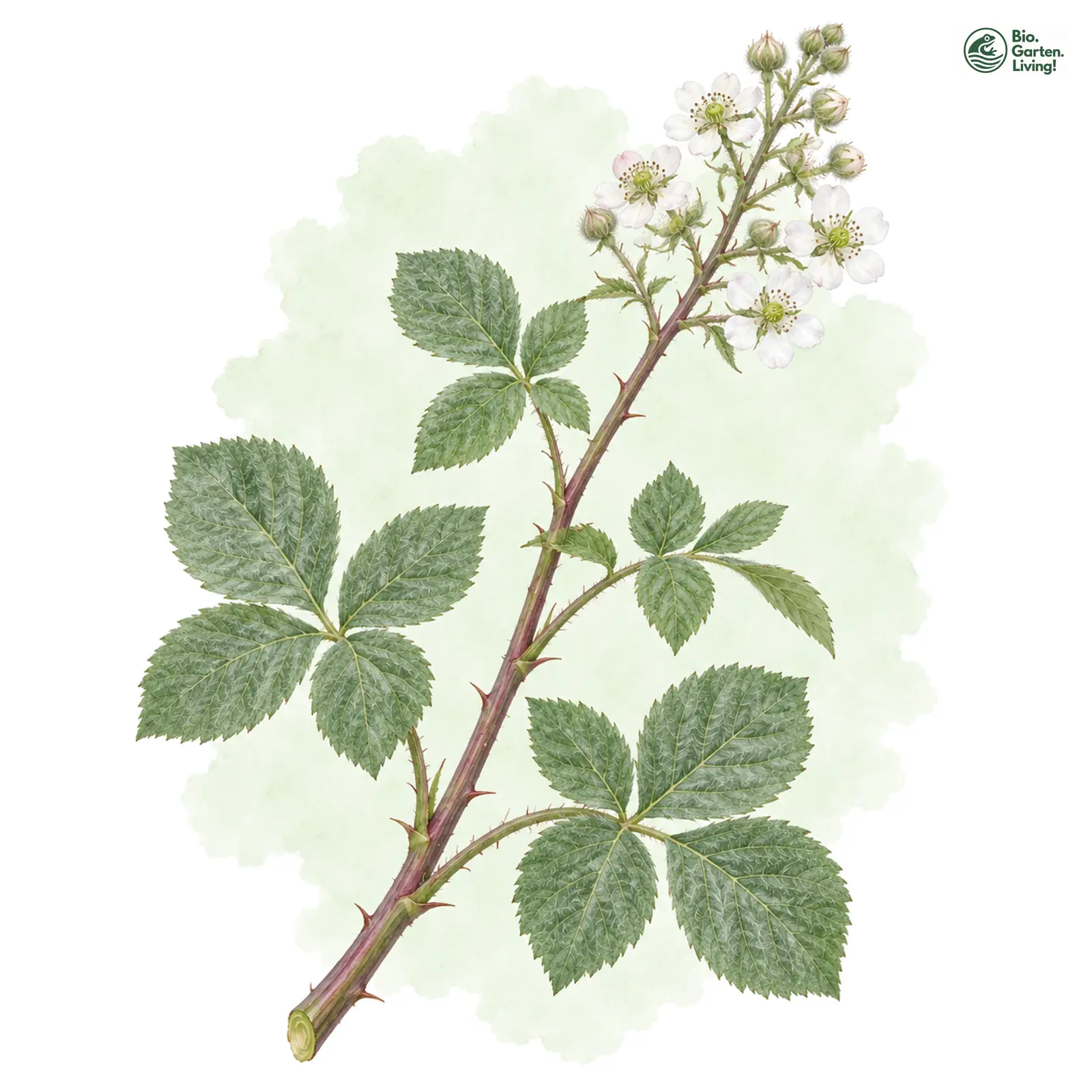 Aquarellzeichnung: Weißgraue Haselblatt-Brombeere (Rubus leucophaeus)