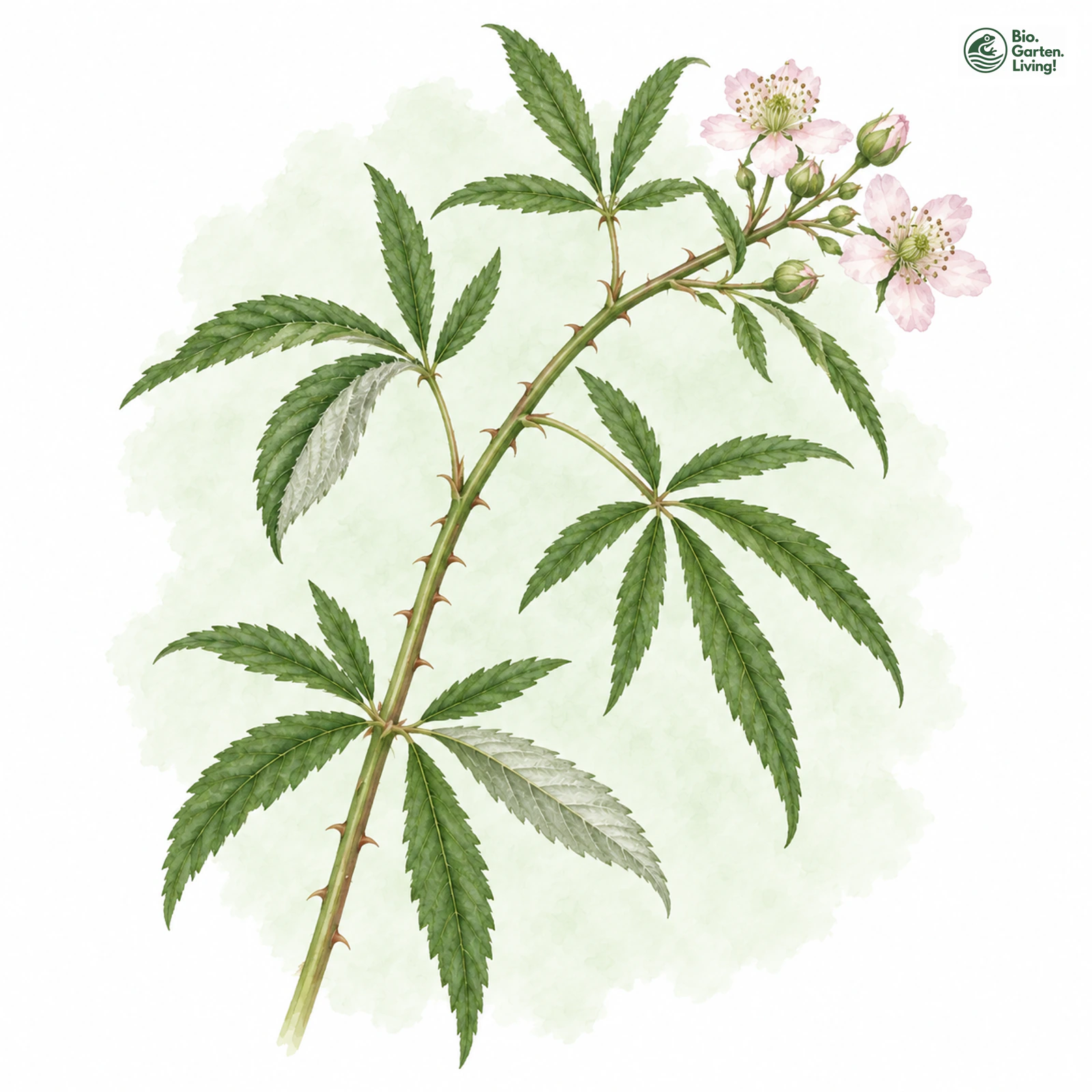 Aquarellzeichnung: Loos-Brombeere (Rubus loosii)