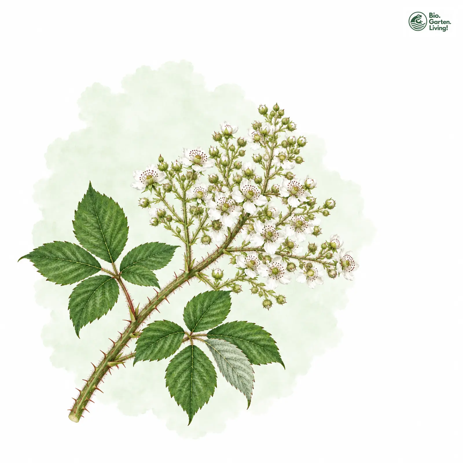 Aquarellzeichnung: Großrispige Brombeere (Rubus macrostachys)