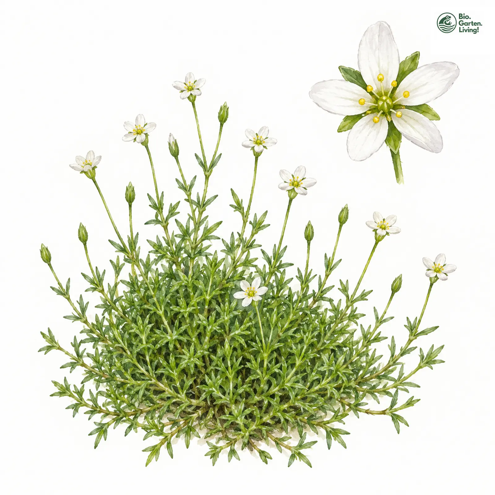 Aquarellzeichnung: Pfriemen-Mastkraut (Sagina alexandrae)