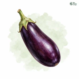 Aquarellillustration von Aubergine (Solanum melongena)