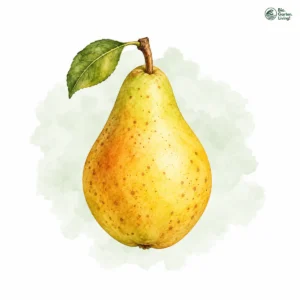 Aquarellillustration von Birne (Pyrus communis)