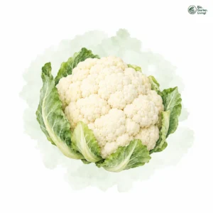 Aquarellillustration von Blumenkohl (Brassica oleracea var. botrytis)