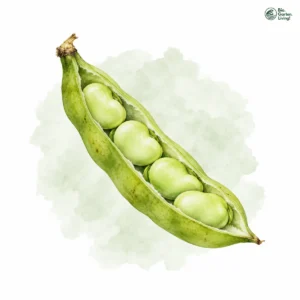 Aquarellillustration von Bohnen, dicke (Vicia faba)