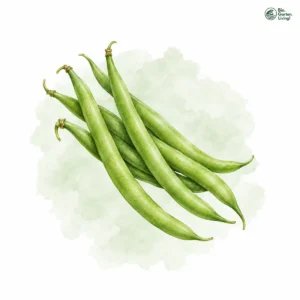 Aquarellillustration von Bohnen, grüne (Phaseolus vulgaris)