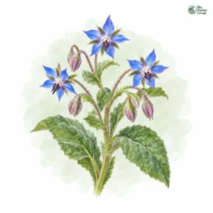 Aquarellillustration von Borretsch (Borago officinalis)