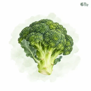 Aquarellillustration von Brokkoli (Brassica oleracea var. italica)