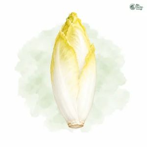 Aquarellillustration von Chicorée (Cichorium intybus var. foliosum)