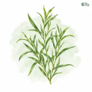 Aquarellillustration von Estragon (Artemisia dracunculus)