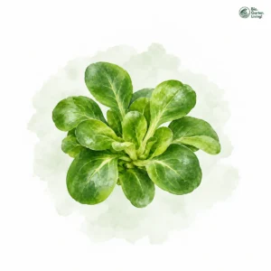 Aquarellillustration von Feldsalat (Valerianella locusta)