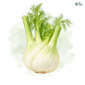 Aquarellillustration von Fenchel (Foeniculum vulgare)