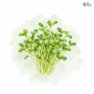 Aquarellillustration von Gartenkresse (Lepidium sativum)