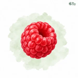Aquarellillustration von Himbeeren (Rubus idaeus)