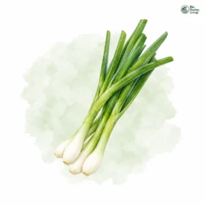 Aquarellillustration von Lauch- / Frühlingszwiebeln (Allium fistulosum)