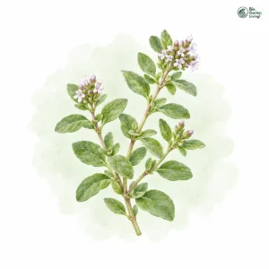 Aquarellillustration von Majoran (Origanum majorana)