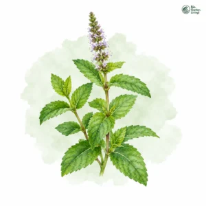 Aquarellillustration von Minze (Mentha spicata)