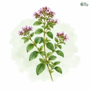 Aquarellillustration von Oregano (Origanum vulgare)