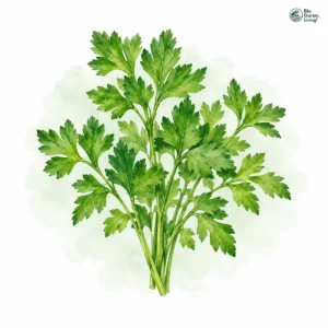 Aquarellillustration von Petersilie (Petroselinum crispum)
