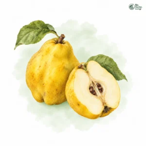 Aquarellillustration von Quitten (Cydonia oblonga)
