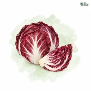 Aquarellillustration von Radicchio (Cichorium intybus var. foliosum)