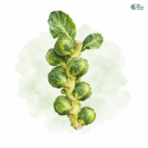 Aquarellillustration von Rosenkohl (Brassica oleracea var. gemmifera)