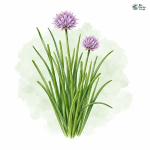 Aquarellillustration von Schnittlauch (Allium schoenoprasum)