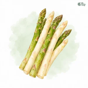 Aquarellillustration von Spargel (Asparagus officinalis)