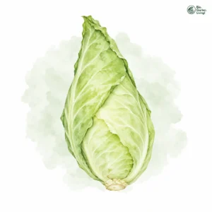 Aquarellillustration von Spitzkohl (Brassica oleracea var. capitata)