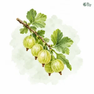 Aquarellillustration von Stachelbeeren (Ribes uva-crispa)
