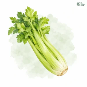 Aquarellillustration von Staudensellerie (Apium graveolens var. dulce)