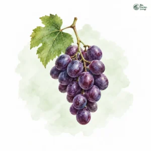 Aquarellillustration von Weintrauben (Vitis vinifera)