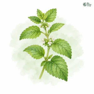 Aquarellillustration von Zitronenmelisse (Melissa officinalis)