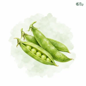 Aquarellillustration von Zuckerschoten (Pisum sativum var. saccharatum)