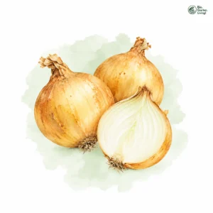 Aquarellillustration von Zwiebeln (Allium cepa)
