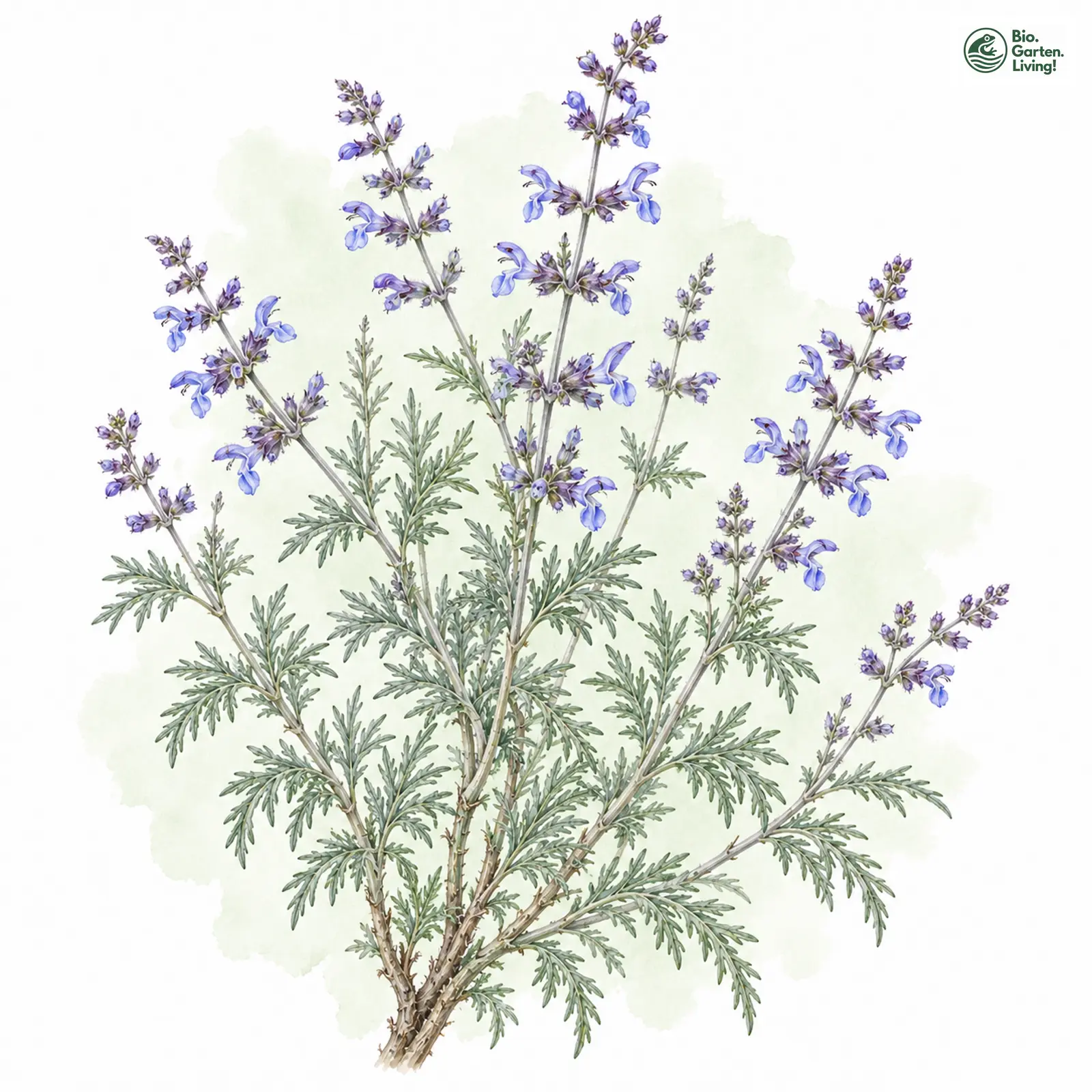 Aquarellzeichnung: Blauraute (Salvia abrotanoides)