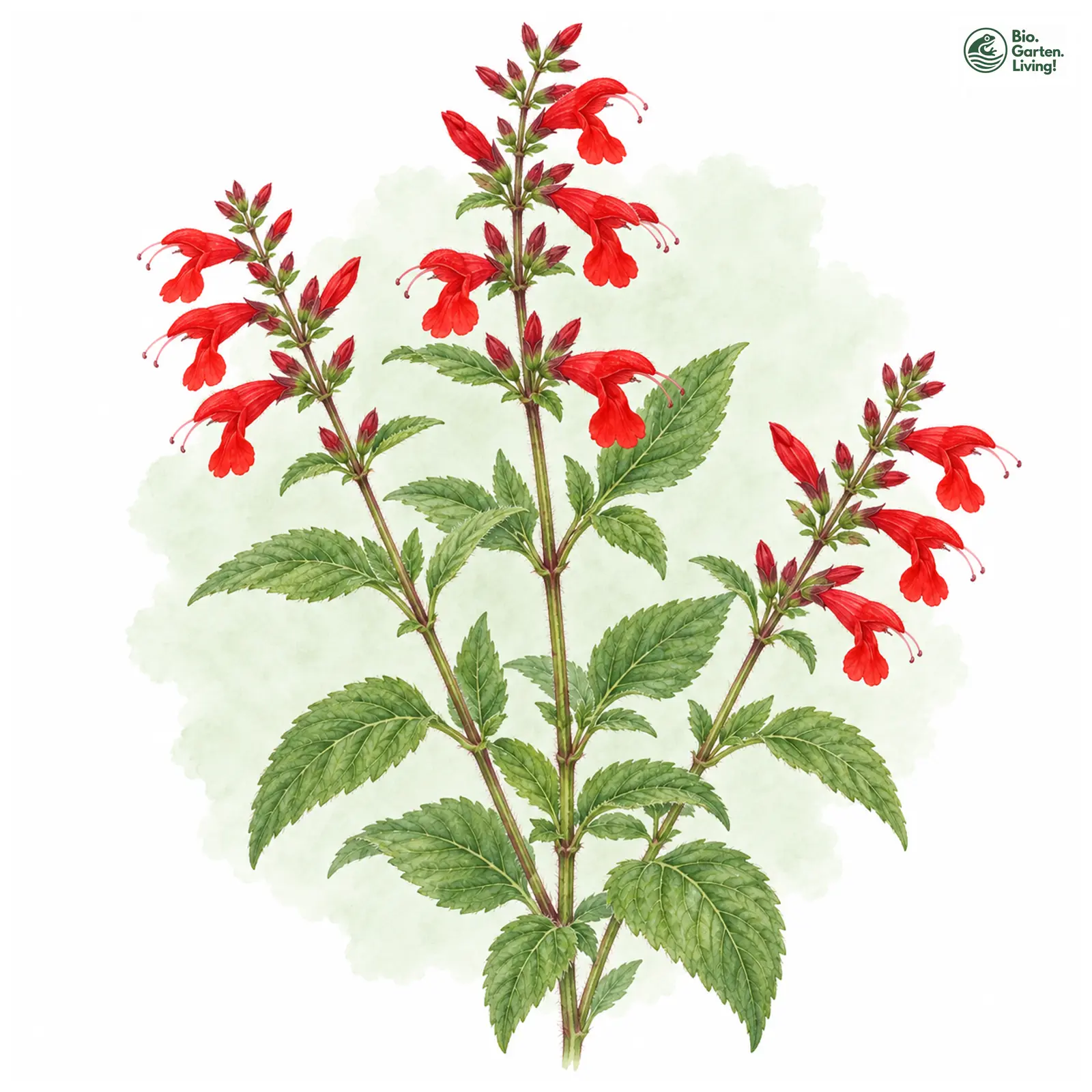 Aquarellzeichnung: Ananas-Salbei (Salvia elegans)