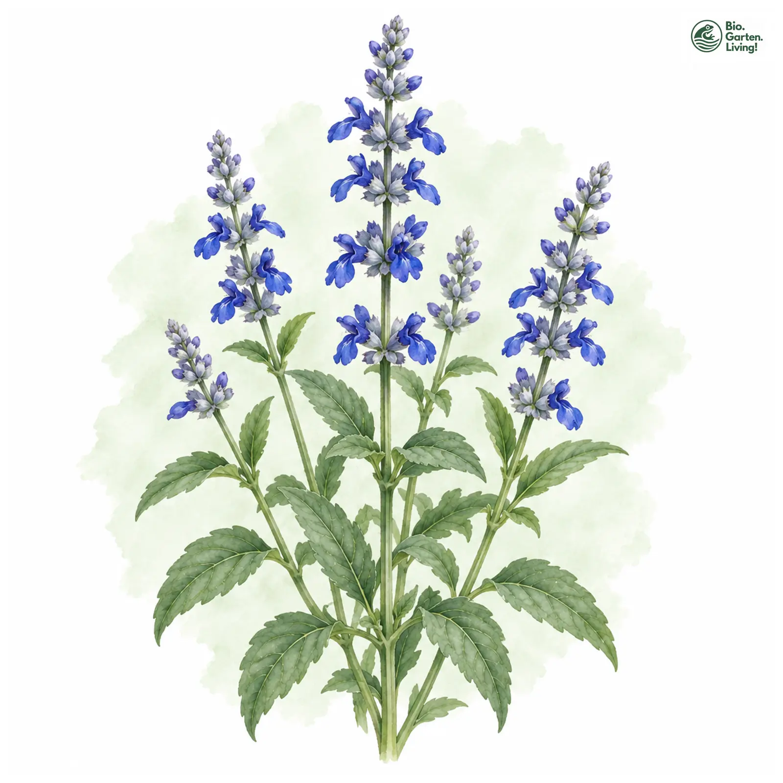 Aquarellzeichnung: Mehliger Salbei (Salvia farinacea)