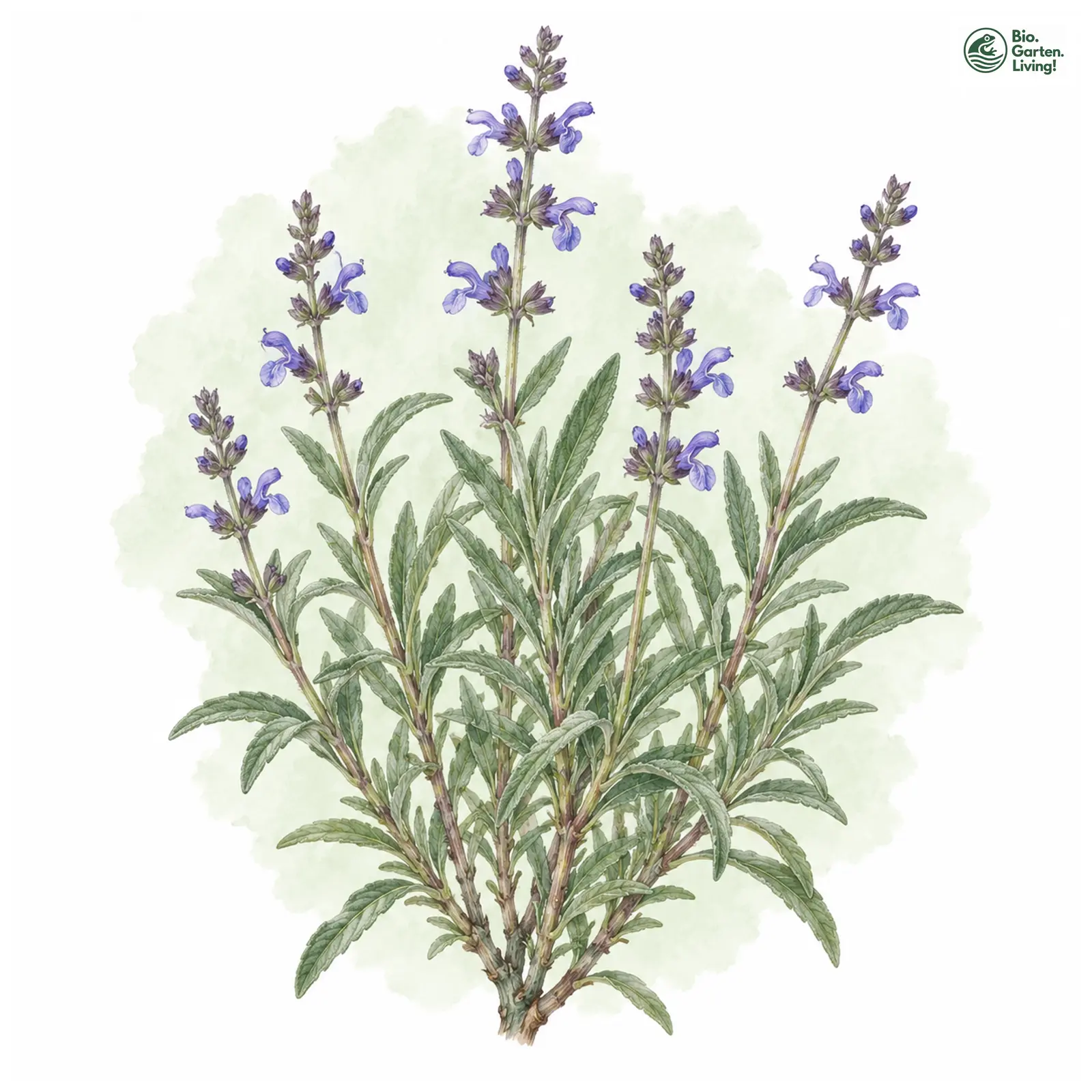 Aquarellzeichnung: Spanischer Salbei (Salvia lavandulifolia)