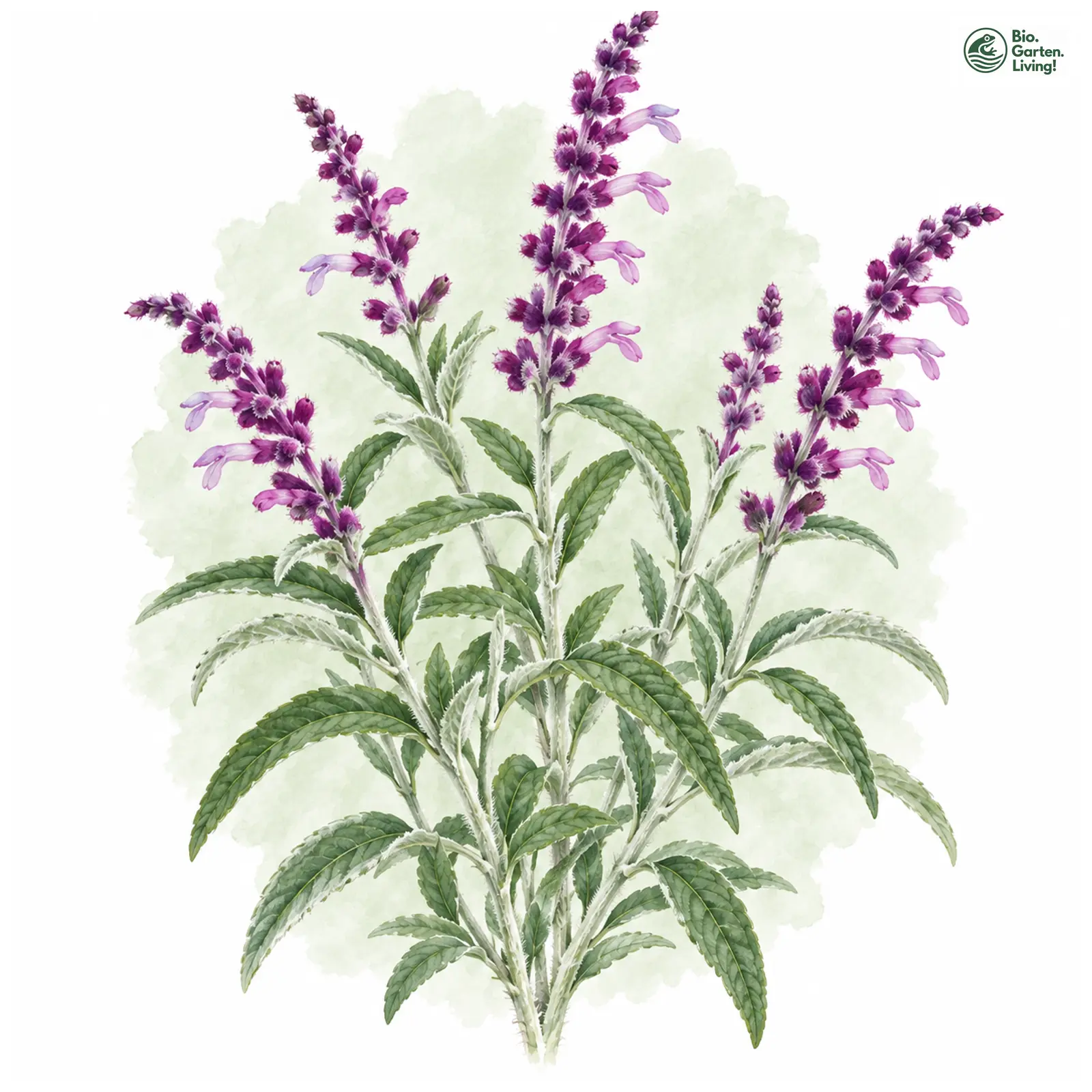 Aquarellzeichnung: Samt-Salbei (Salvia leucantha)