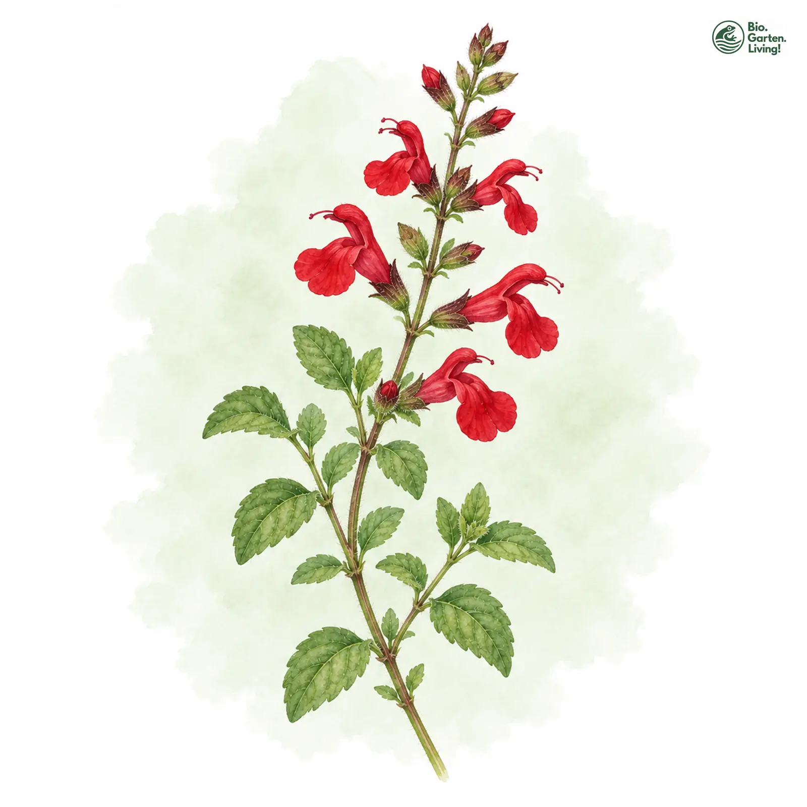 Aquarellzeichnung: Johannisbeer-Salbei (Salvia microphylla)