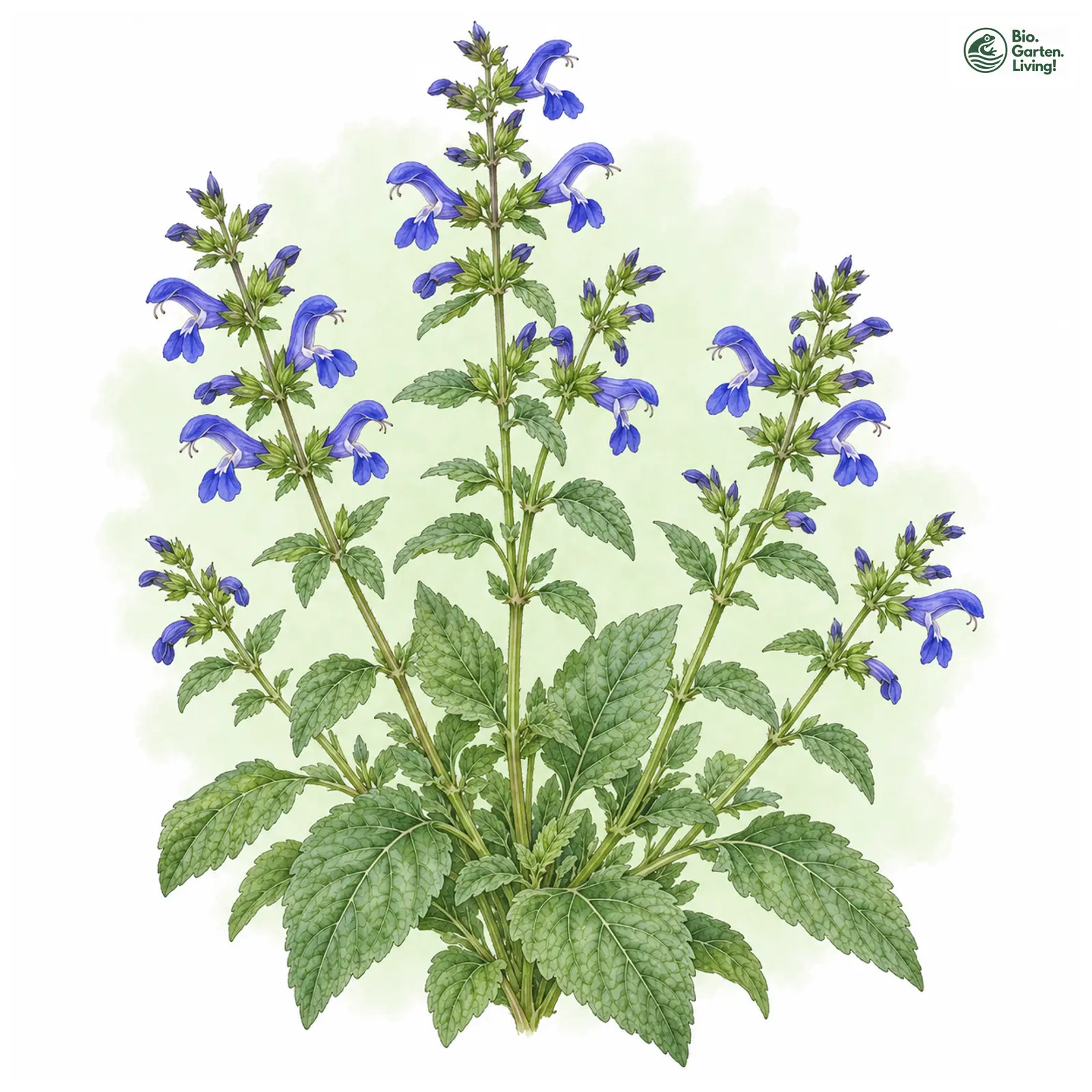 Aquarellzeichnung: Mexikanischer Salbei (Salvia patens)
