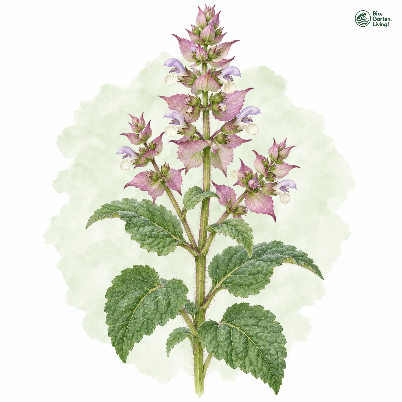 Aquarellzeichnung: Muskateller-Salbei (Salvia sclarea)