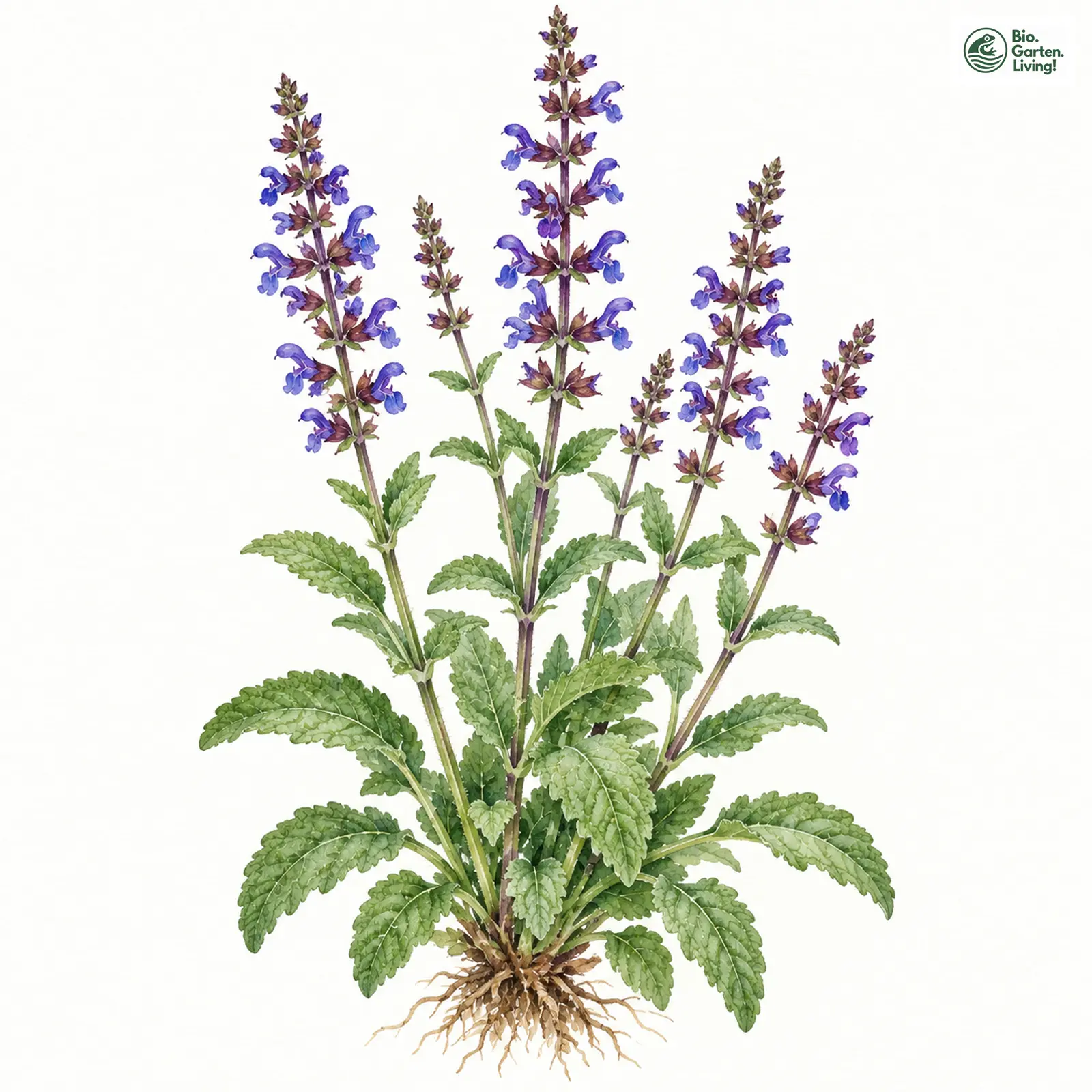 Aquarellzeichnung: Wilder Salbei (Salvia sylvestris)