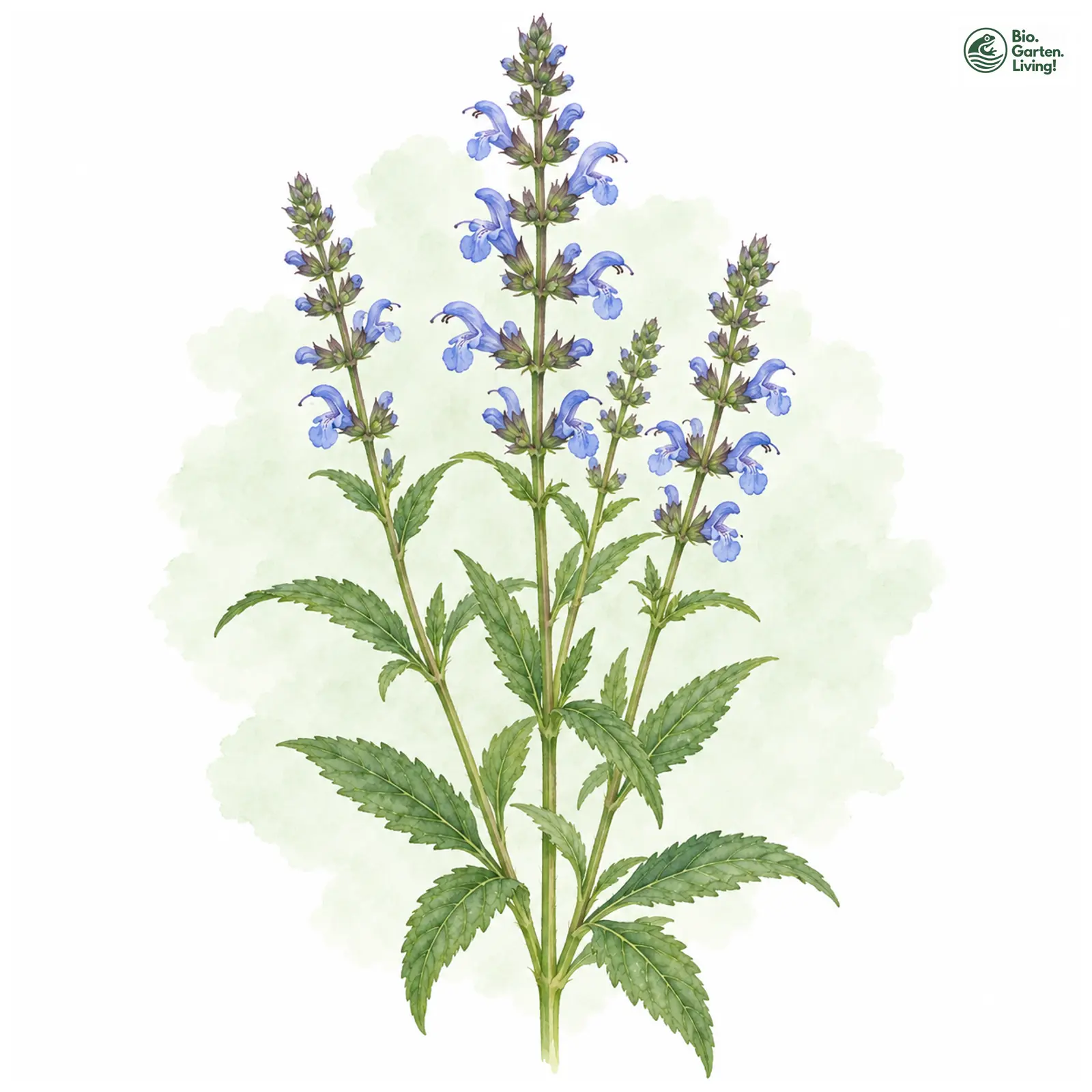 Aquarellzeichnung: Sumpf-Salbei (Salvia uliginosa)