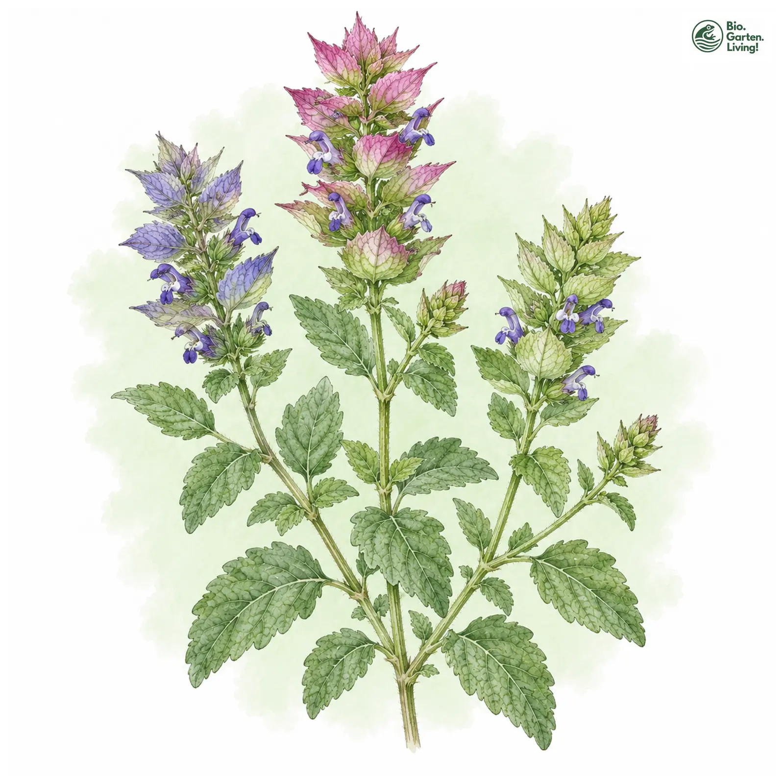 Aquarellzeichnung: Buntschopf-Salbei (Salvia viridis)