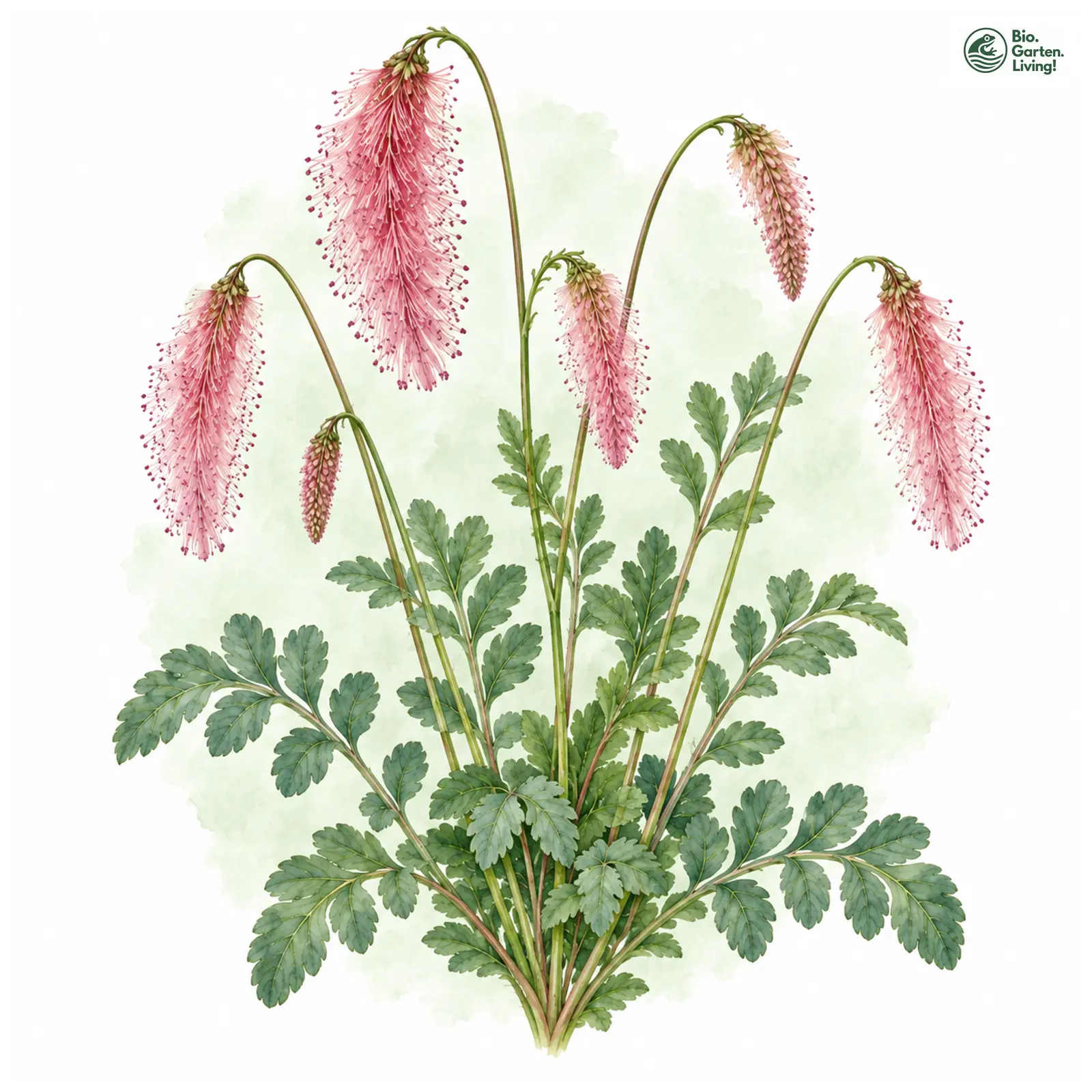 Aquarellzeichnung: Koreanischer Wiesenknopf (Sanguisorba hakusanensis)