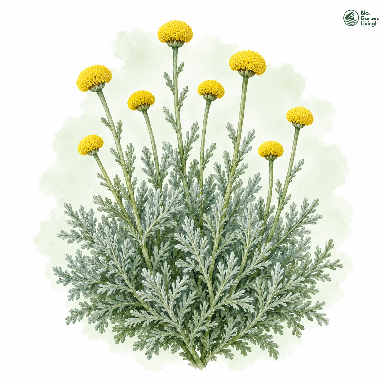 Aquarellzeichnung: Graues Heiligenkraut (Santolina chamaecyparissus)