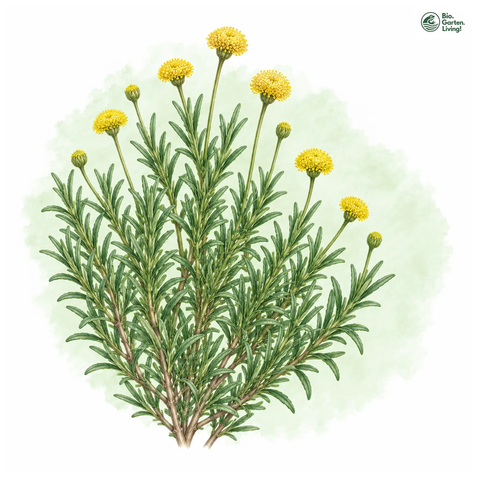 Aquarellzeichnung: Grüne Heiligenblume (Santolina rosmarinifolia)