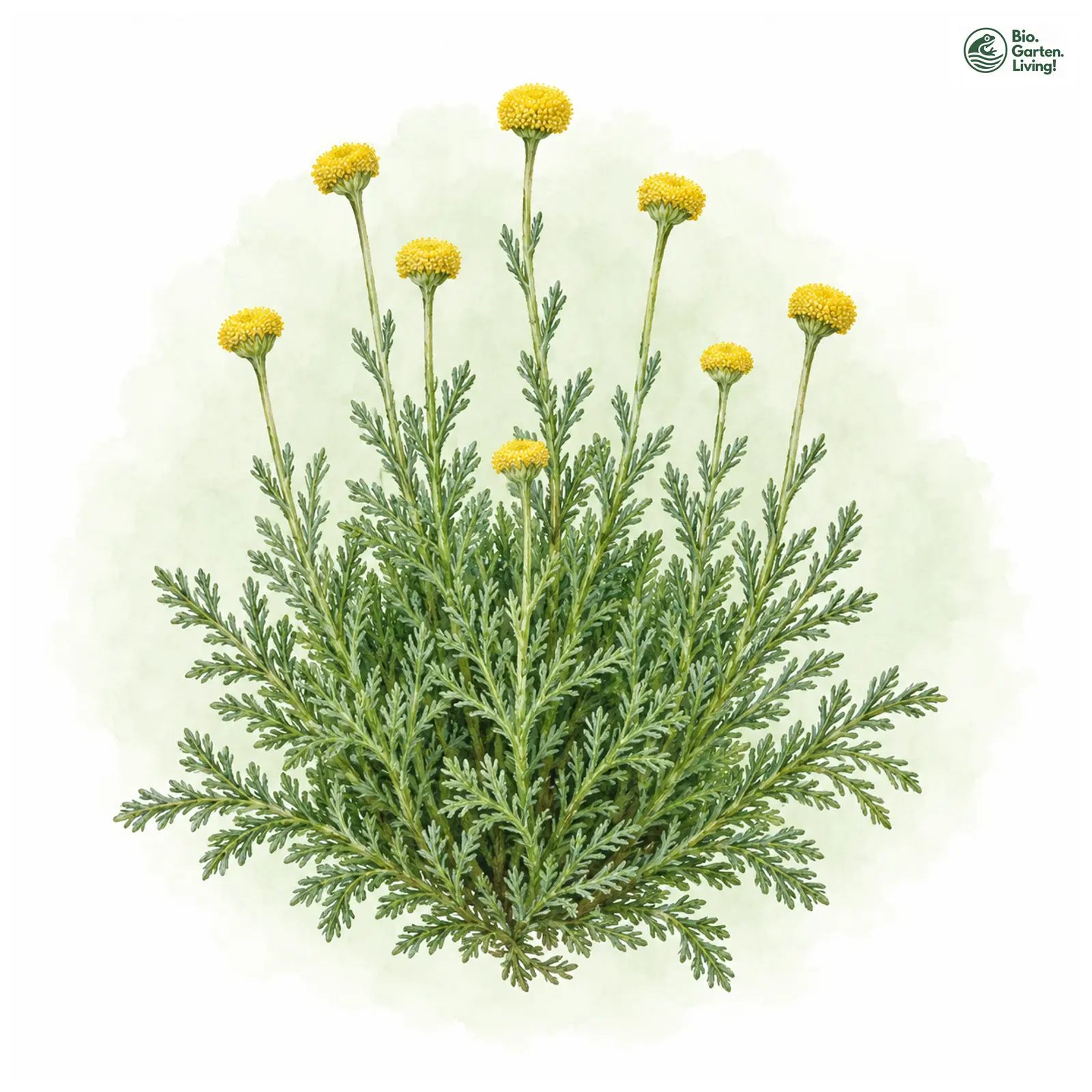 Aquarellzeichnung: Olivenkraut (Santolina viridis)