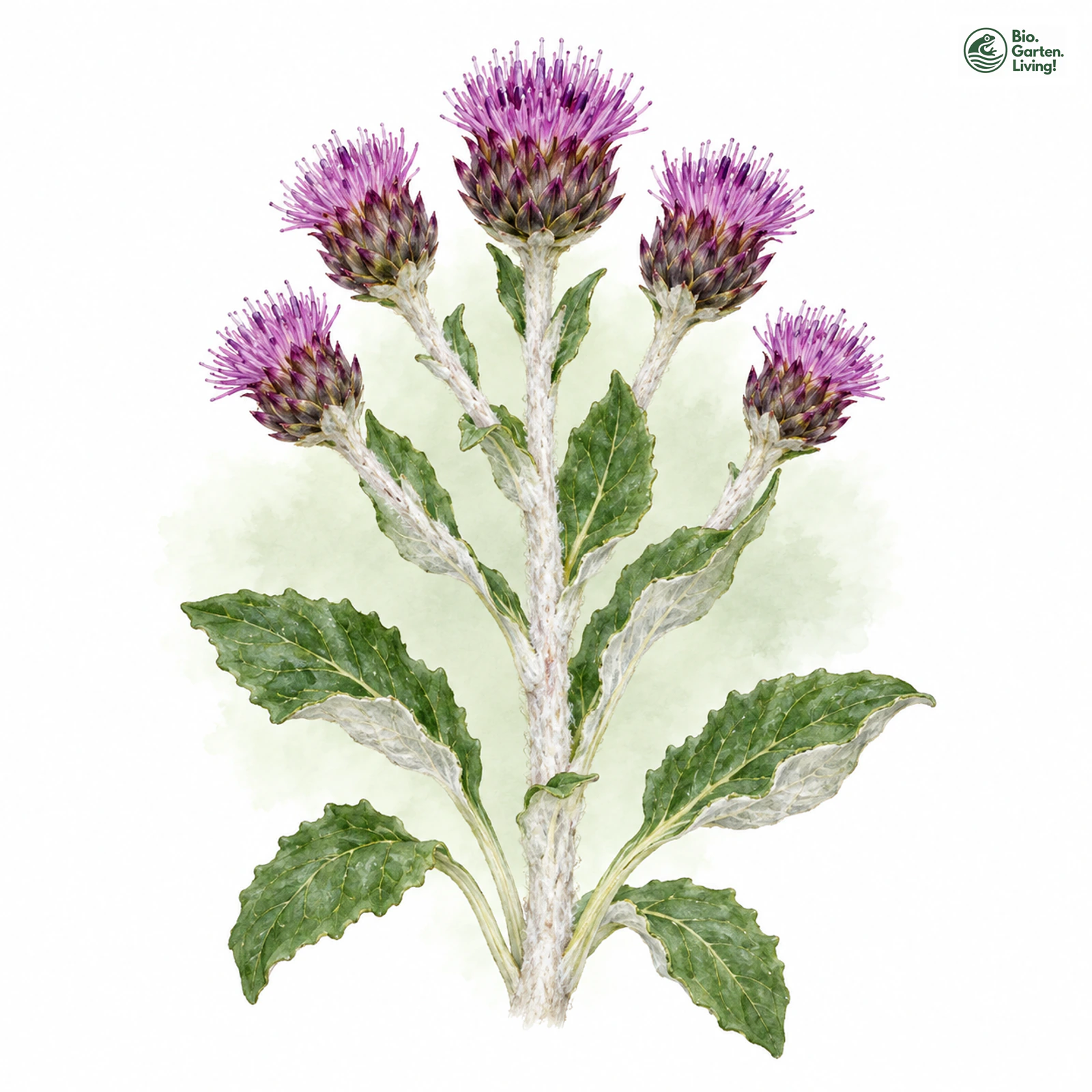 Aquarellzeichnung: Zweifarbige Alpenscharte (Saussurea discolor)